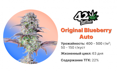 Original Blueberry Auto Original Blueberry Auto