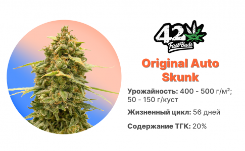 Original Auto Skunk Original Auto Skunk