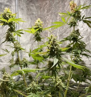 7.10.23Mimosa 2.jpeg