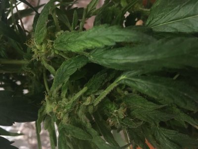 3C156DFD-358E-41A6-A467-78203FEE4CCC.jpeg 3C156DFD-358E-41A6-A467-78203FEE4CCC.jpeg