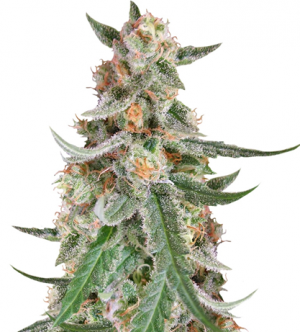 1709217675758.png 1709217675758.png