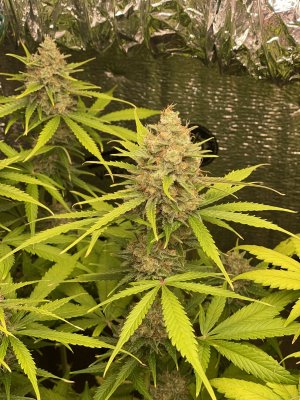 chronic ryder2.JPG chronic ryder2.JPG