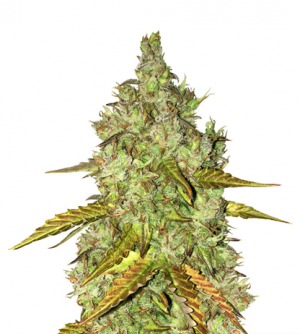 1716384643173.png 1716384643173.png