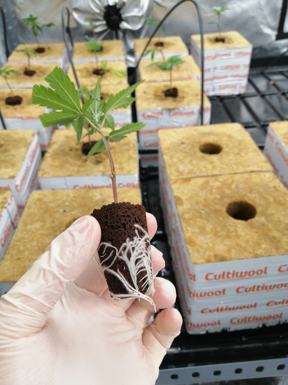 IMG_20220304_212106_612.jpg IMG_20220304_212106_612.jpg