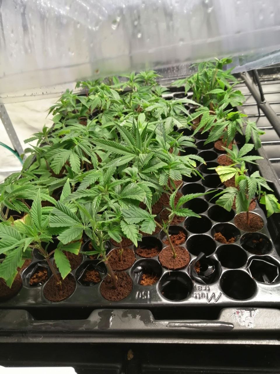 IMG_20220304_212109_617.jpg IMG_20220304_212109_617.jpg