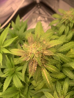 IMG_6936.jpeg IMG_6936.jpeg