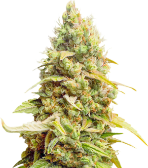 1728412665181.png 1728412665181.png